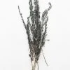Afloral Dried Flowers Preserved Rosemary Greenery - 18-28"