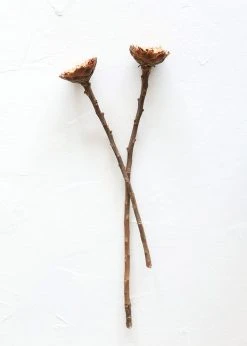 Afloral Bundle Of 2 Dried African Sunflowers - 12-15"