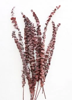 Afloral Dried Flowers Burgundy Preserved Spiral Eucalyptus - 17-24"