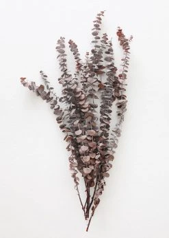 Afloral Preserved Frosted Brown Spiral Eucalyptus - 20-28" Dried Flowers