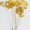 Afloral Dried Natural Yarrow Flowers - 18-24" Dried Flowers