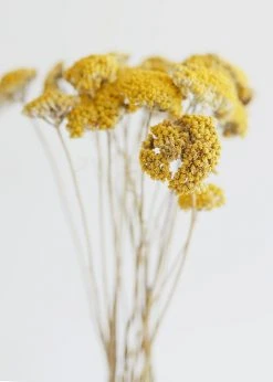 Afloral Dried Natural Yarrow Flowers - 18-24" Dried Flowers