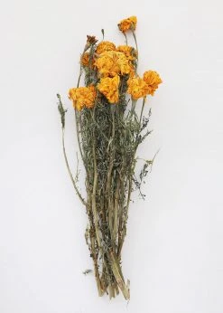 Afloral Yellow Dried Marigold Flowers - 14-22" Dried Flowers