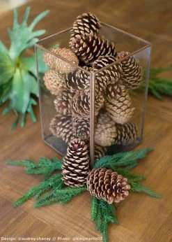 Afloral Dried Flowers Box Of 100 Natural Pine Cones - 3-5