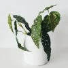 Afloral Artificial Plants Artificial Angel Wing Begonia Leaf Plant - 12"