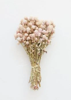 Afloral Dried Flowers Air-Dried Globe Amaranth In Pink - 14-18"