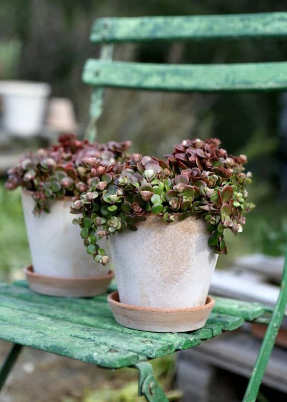 Afloral.com Bergs Julie Clay Pot With Drainage - 5"